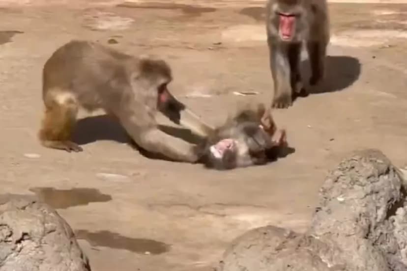 Macaw Chick Punch Attacked, Zoo Confirms No Harm