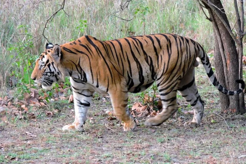 72 Tigers Die in Thai Private Wildlife Park