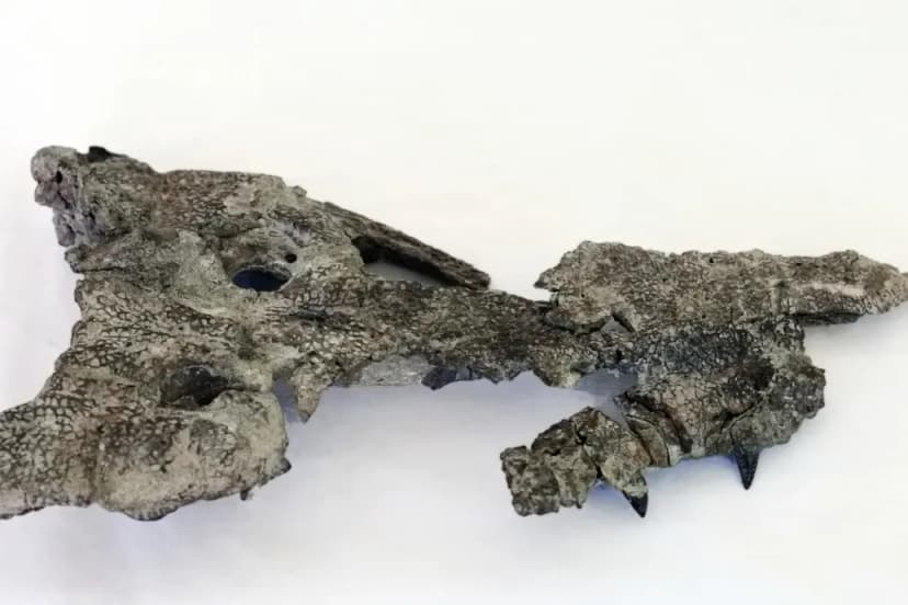 80 Million-Year-Old Crocodile Skull Discovered in Bakony, Hungary