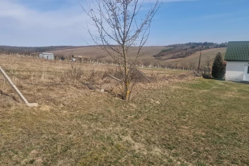 Wolf Pack Attack Causes Deer to Break Cemetery Fence in Borsod