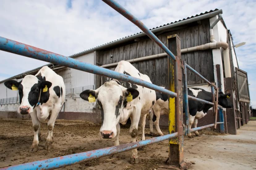 Hungarian Stores Primarily Stock Hungarian Milk Despite Concerns