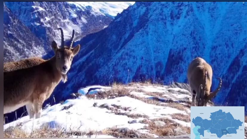 Rare Animal Population Increases in Kazakhstan's Zhambyl Region