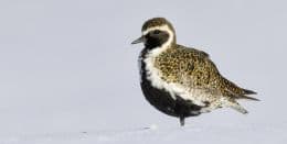 Plover Bird Spotted Unusually Early in Iceland, Signaling Early Spring