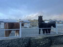 Horses moved due to brush fire in Kópavogur