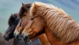 Icelandic Ombudsman Finds No Issues with MAST Supervision of Blood Mare Farms