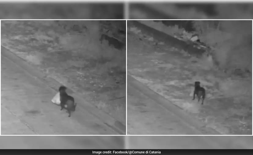 Man Allegedly Trains Dog To Dump Garbage, Caught On CCTV In Italy