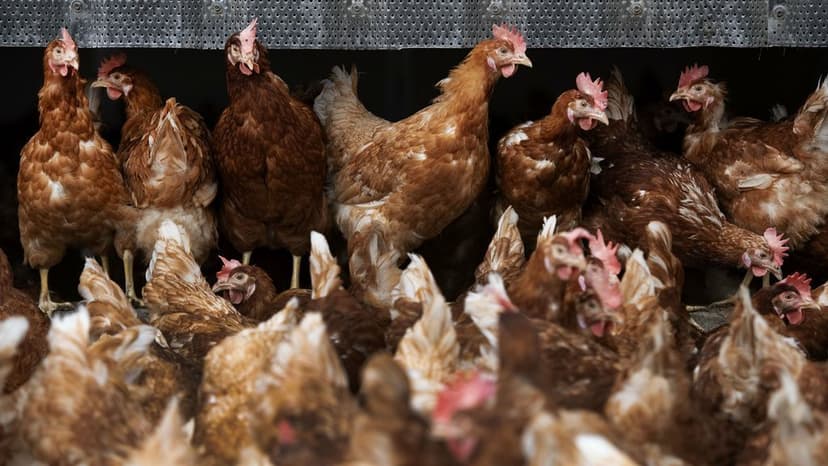 Bird Flu Outbreak in Achterhoek, Netherlands Leads to Culling of 100,000 Hens