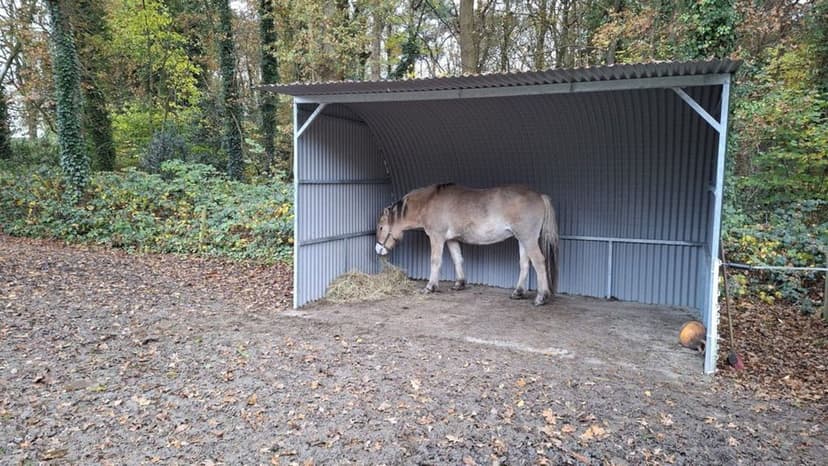 Hoogeveen Allows Shelter Stalls to Protect Livestock from Wolves