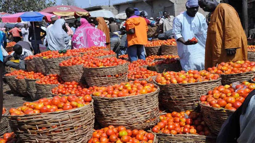 Tomato Farmers in Kaduna and Kano Seek Government Support to Reduce Post-Harvest Losses