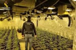 Illegal Marijuana Greenhouse Discovered in Spain Due to Power Theft