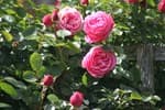 The 8 flowering plants ideal for a terrace or garden when spring arrives