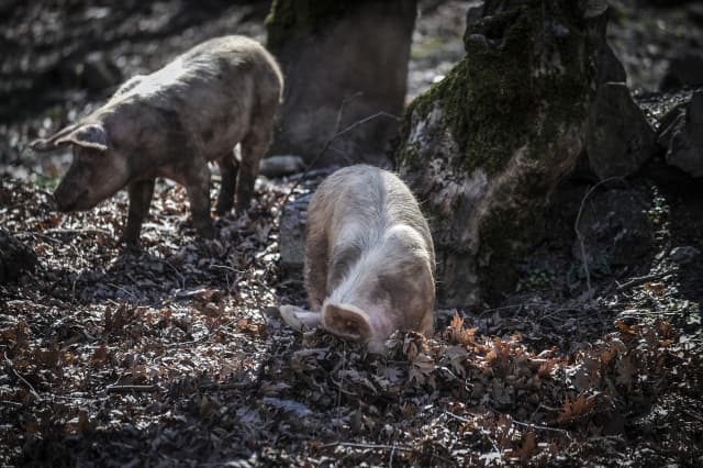 Spain raises alarm over swine flu, warns of human-to-human transmission