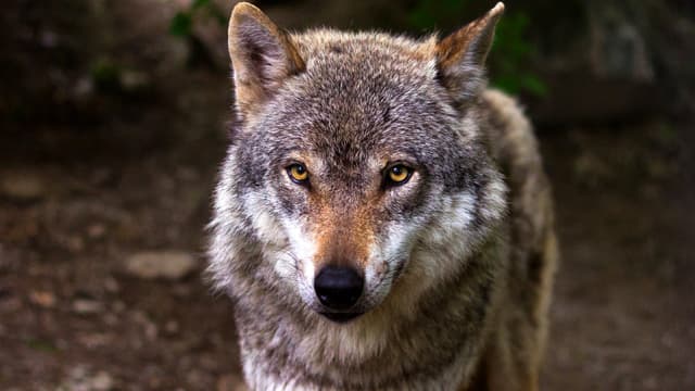 Wolf Attacks Walkers at Royal Estates in Tatoi, Greece