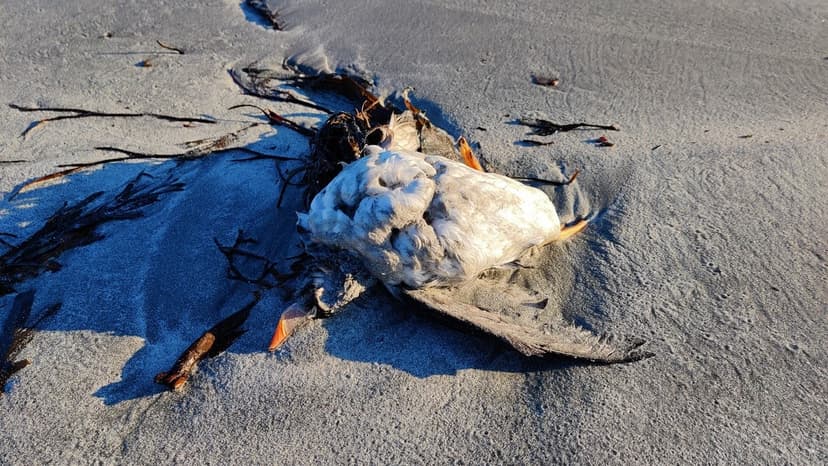 Food Shortage Believed to Have Killed Thousands of Puffins This Winter