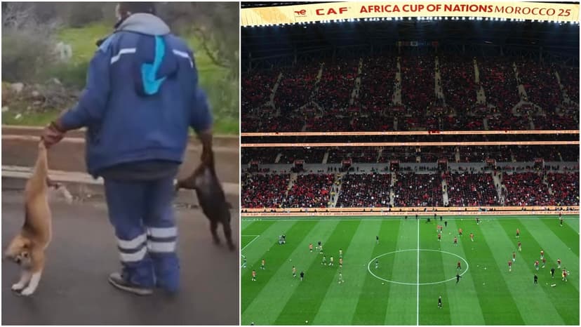 World Cup host country accused of mass murder of stray dogs: – Brutal and terrible