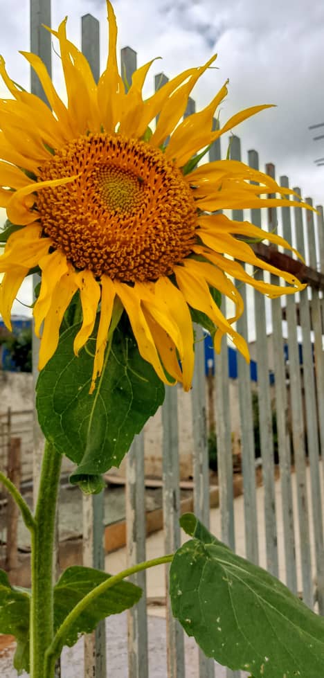 Sunflower in My Garden, Havana, Cuba – Photo of the Day