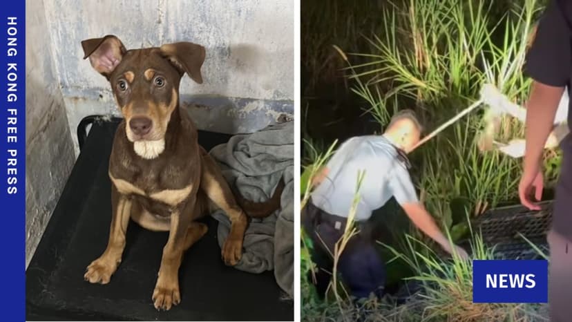 Police Investigate Suspected Animal Cruelty After Four Dogs Found Dead in Lok Ma Chau, Hong Kong