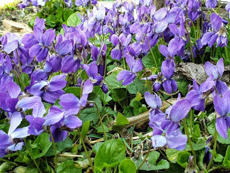 Weather Forecast: Temperatures to Rise to 14 Degrees Celsius Next Week in Romania