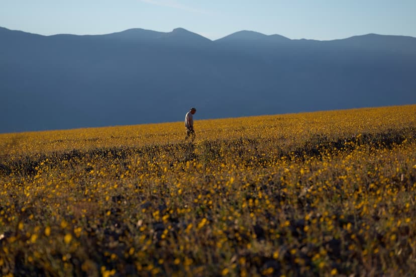 Wildflowers are blooming in the driest place in North America — but not for long - AP News
