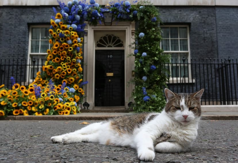 Downing Street's Chief Mouser, Larry the Cat, Celebrates 15th Birthday