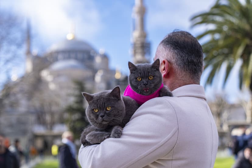 Cats Explore Istanbul on Owner's Shoulders