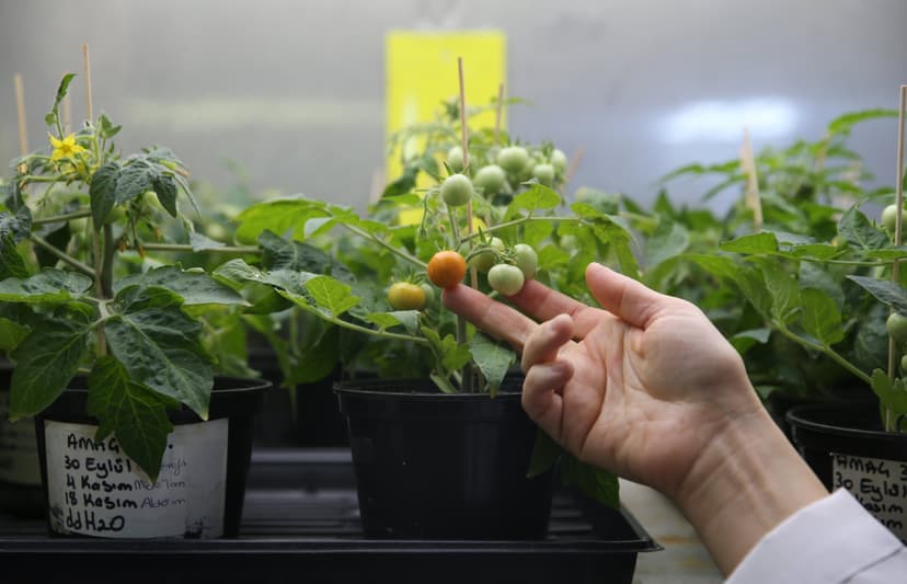Turkish Researchers Develop Techniques to Farm Tomatoes on Moon