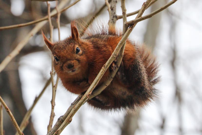 Friendly Squirrels Interact with Locals in Ankara Park