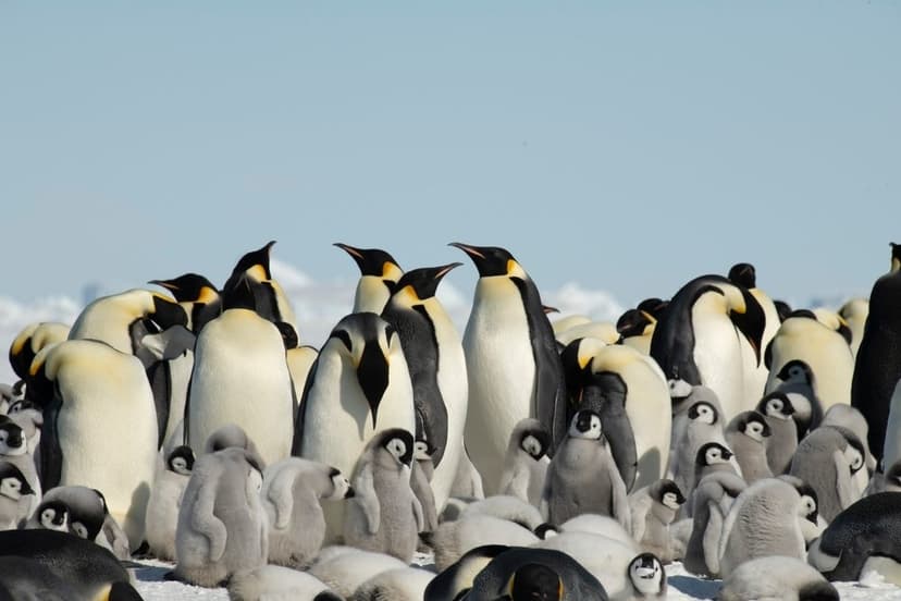 Antarctic ice loss raises alarm for emperor penguins’ survival