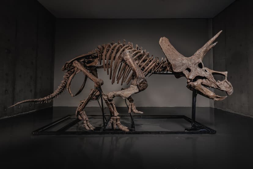 'Trey' the triceratops, once on US museum display, set for auction