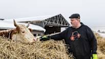 Finnish Cattle Farmers Export Due to Low Domestic Prices