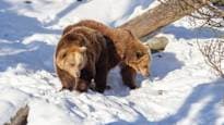 Leaking Water Pipe Wakes Korkeasaari Bears from Winter Hibernation Early