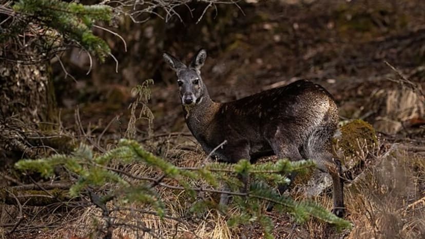 Sangai deer dies at Delhi zoo, sources cite inadequate monitoring