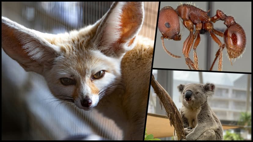 Six animals that never touch water