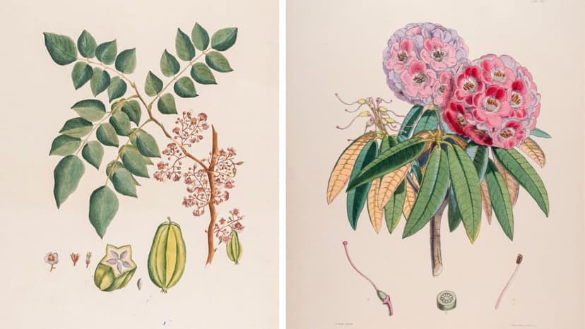 From avocados to acacia: Bengaluru MAP’s new exhibit depicts realistic botanical art and how it evolved during colonial times