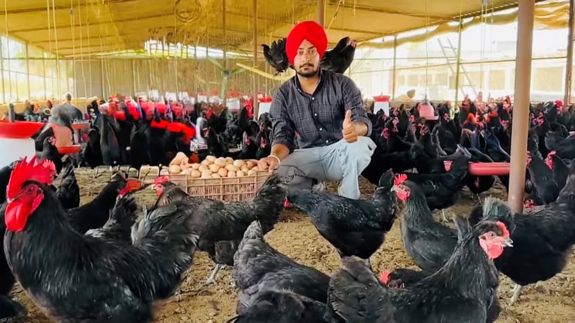 From ‘insane’ to inspirational: How visa rejection turned a Patiala man into Punjab’s Poultry King