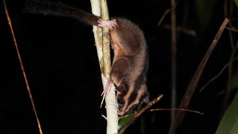 Two Mammal Species Believed Extinct Rediscovered