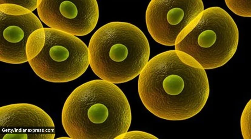 Battling cancer and rare immune disorder, 9-year-old boy gets second chance at life