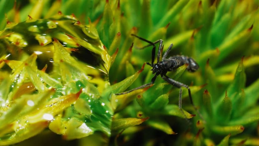 Microplastics Found in Antarctic Insect Species