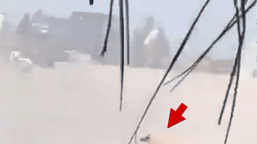 Dog Caught in Crossfire of Massive Shootout in Puerto Vallarta, Mexico