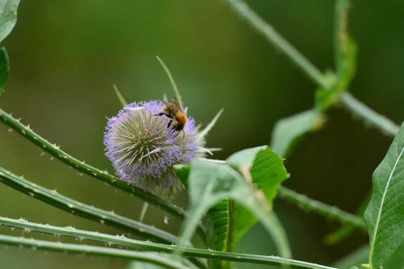 Common Spring Gardening Mistake Harms Wild Bees