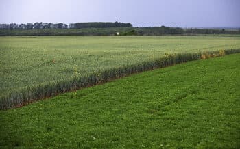 Bulgarian Agricultural Campaign 2025 Payments Schedule Announced