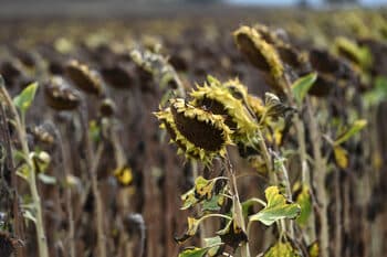Discussion on Sunflower Oil Market Dynamics