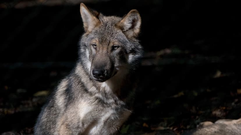 Wolf Kills Sheep in Wintger, Luxembourg