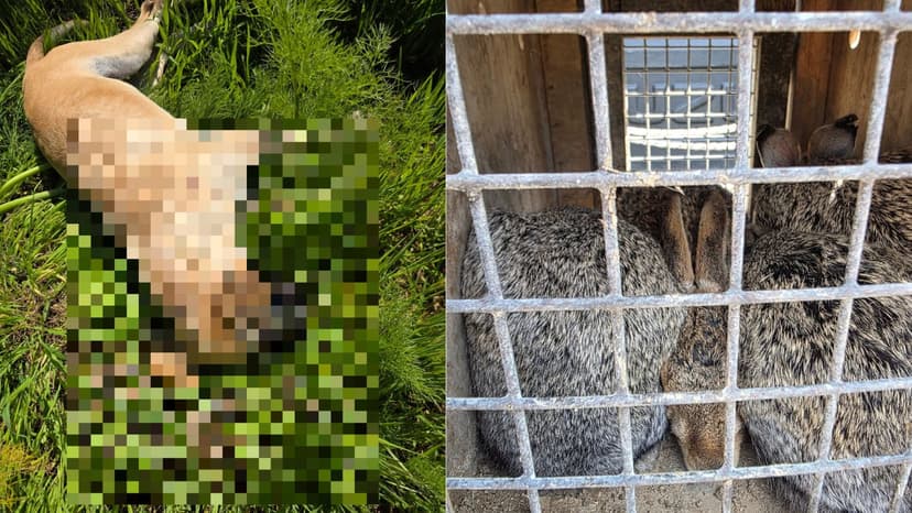 Poisoned Baits and Dead Dogs Found Outside Hare Farm in Cyprus