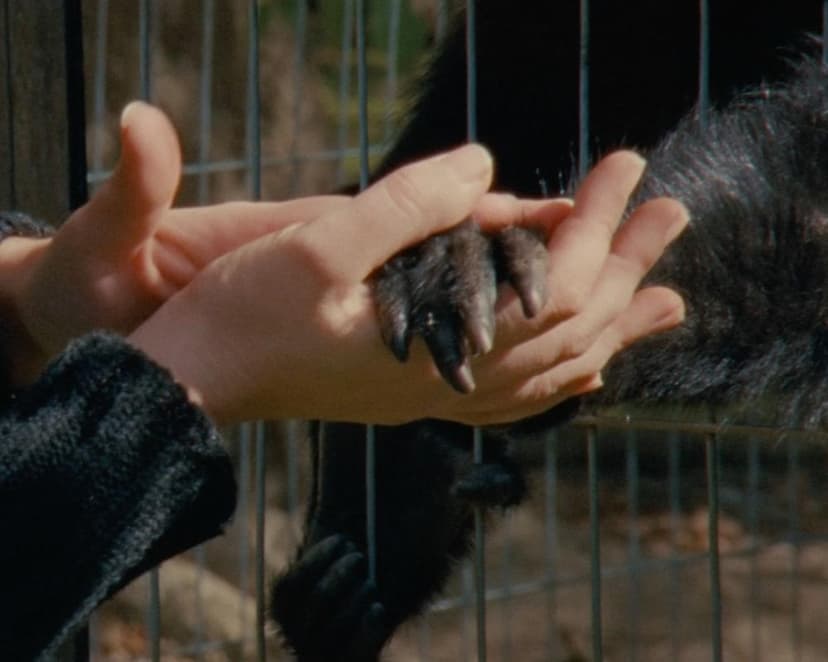 Collective Monologue review – sensuous zoo study foregrounds contacts between keepers and creatures