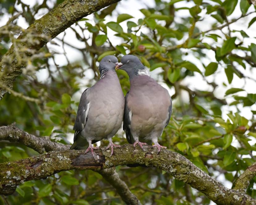 Wood Pigeon Courtship Rituals Observed in Norfolk