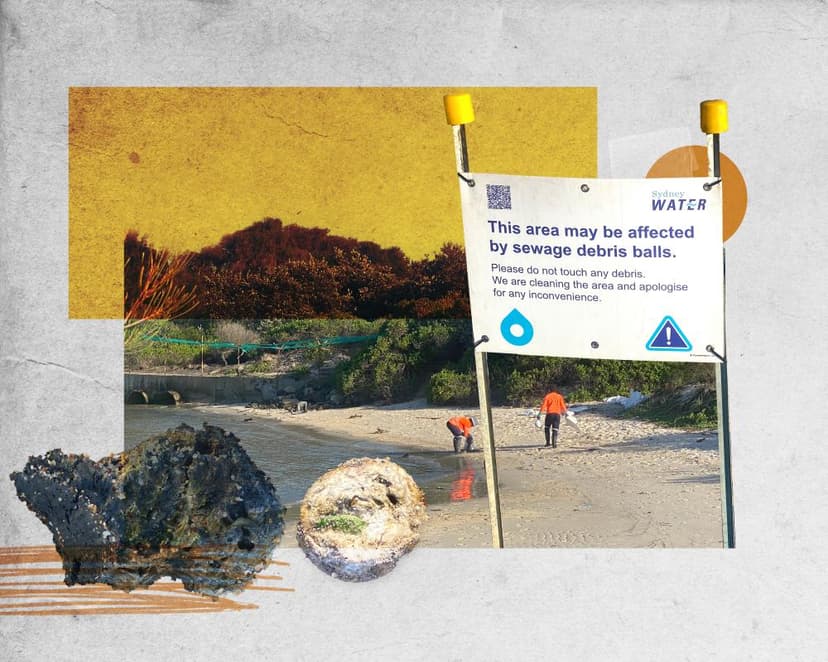 Afternoon Update: clean-up order to tackle Sydney fatberg; Mexico violence after cartel boss killed; and a bear at the Baftas