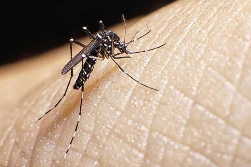 DOH: 14,907 dengue cases recorded as of February 14