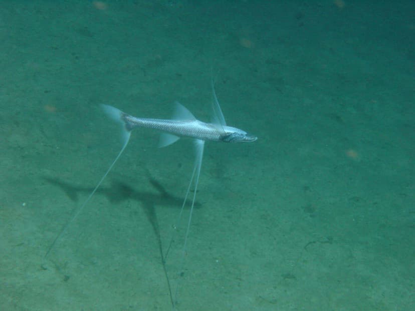 The Fish That Stands Still and Waits for the Ocean to Deliver Its Dinner