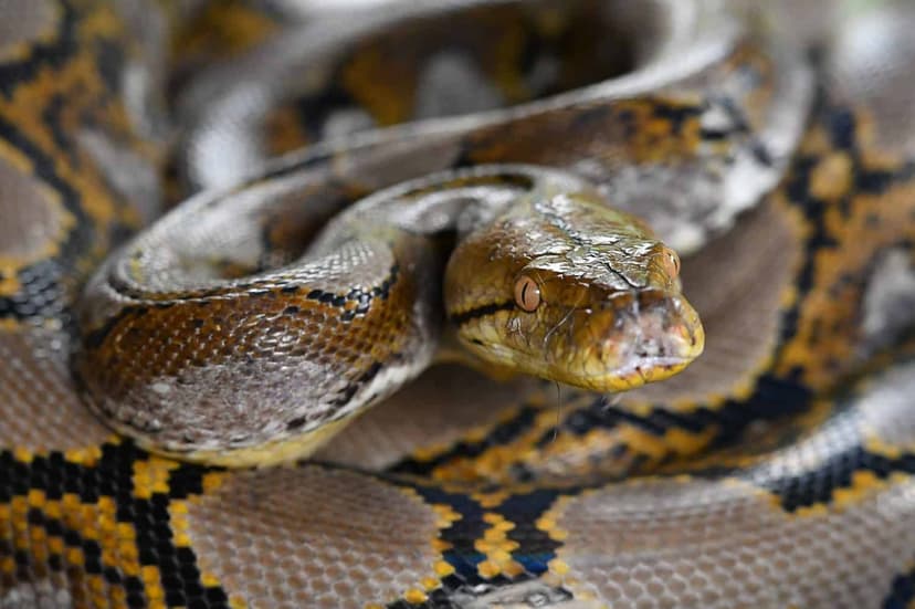 Guinness Confirms Discovery of World's Longest Wild Snake